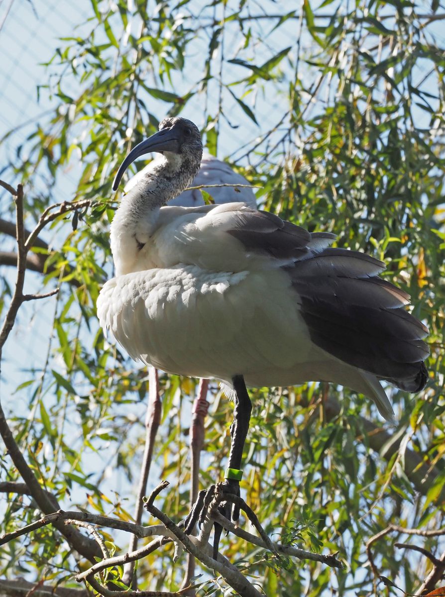 1740514424Bild 140 Ibis.JPG